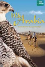 Watch Wild Arabia Vidbull