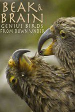 Watch Beak & Brain - Genius Birds from Down Under Vidbull