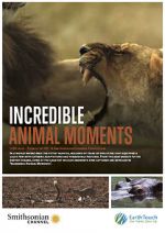 Watch Incredible Animal Moments Vidbull