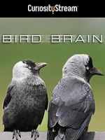 Watch Bird Brain Vidbull