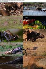 Watch National Geographic - World's Deadliest Lady Killers Vidbull
