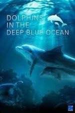 Watch Dolphins in the Deep Blue Ocean Vidbull