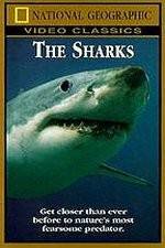 Watch National Geographic The Sharks Vidbull