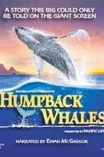 Watch Humpback Whales Vidbull