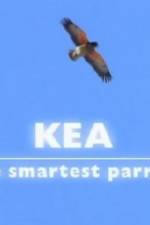 Watch Kea - The Smartest Parrot Vidbull