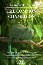 Watch Our Wonderful Nature - The Common Chameleon Vidbull