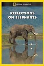 Watch Reflections on Elephants Vidbull