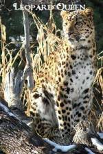 Watch National Geographic Leopard Queen Vidbull