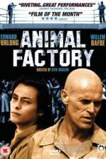 Watch Animal Factory Vidbull