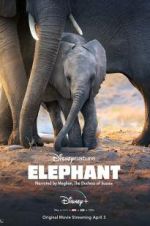 Watch Elephant Vidbull