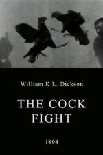 Watch The Cock Fight Vidbull