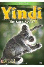 Watch Yindi the Last Koala Vidbull