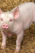 Watch Patent For A Pig: The Big Business of Genetics Vidbull