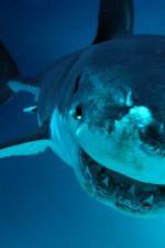 Watch National Geographic. Shark attacks investigated Vidbull