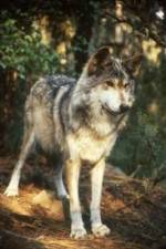 Watch National Geographic Wild - Inside the Wolf Pack Vidbull