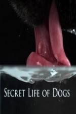 Watch Secret Life of Dog Vidbull