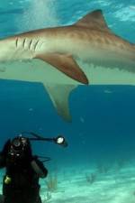 Watch Dive To Tiger Shark Central Vidbull