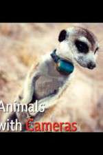 Watch Animals with Cameras Vidbull