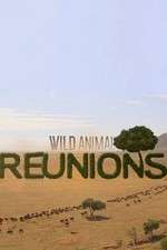 Watch Wild Animal Reunions Vidbull