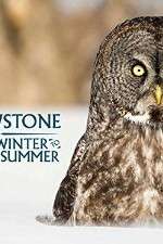 Watch Yellowstone Wildest Winter to Blazing Summer Vidbull