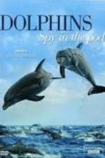 Watch Dolphins: Spy in the Pod Vidbull