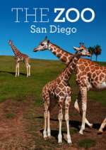 Watch The Zoo: San Diego Vidbull