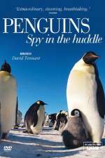 Watch Penguins Spy In The Huddle Vidbull