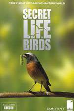 Watch Iolo's Secret Life of Birds Vidbull
