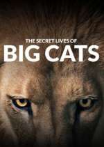 Watch The Secret Lives of Big Cats Vidbull