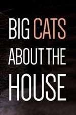 Watch Big Cats About the House Vidbull