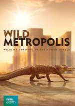Watch Wild Metropolis Vidbull