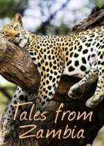 Watch Tales from Zambia Vidbull