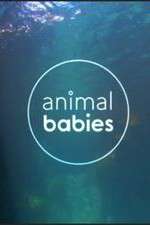 Watch Animal Babies Vidbull