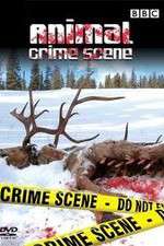 Watch Animal Crime Scene Vidbull