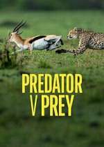 Watch Predator v Prey Vidbull