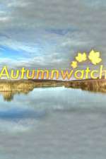 Watch Autumnwatch Vidbull