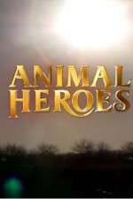 Watch Animal Heroes Vidbull