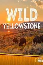 Watch Wild Yellowstone Vidbull