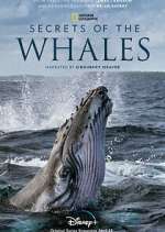 Watch Secrets of the Whales Vidbull